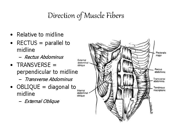 Direction of Muscle Fibers • Relative to midline • RECTUS = parallel to midline