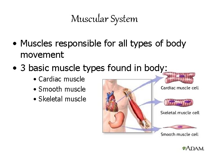 Muscular System • Muscles responsible for all types of body movement • 3 basic