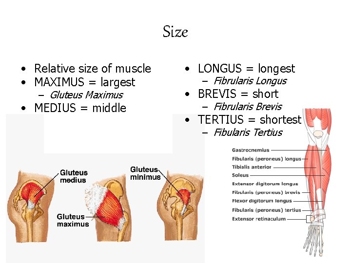 Size • Relative size of muscle • MAXIMUS = largest • LONGUS = longest