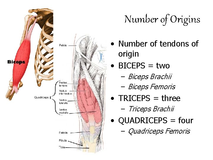 Number of Origins • Number of tendons of origin • BICEPS = two –