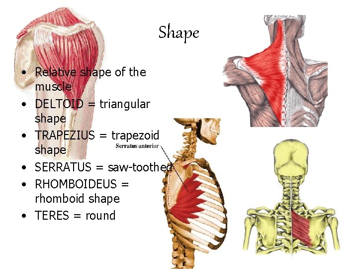 Shape • Relative shape of the muscle • DELTOID = triangular shape • TRAPEZIUS