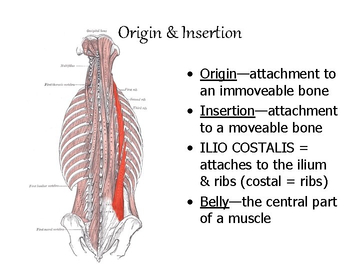 Origin & Insertion • Origin—attachment to an immoveable bone • Insertion—attachment to a moveable