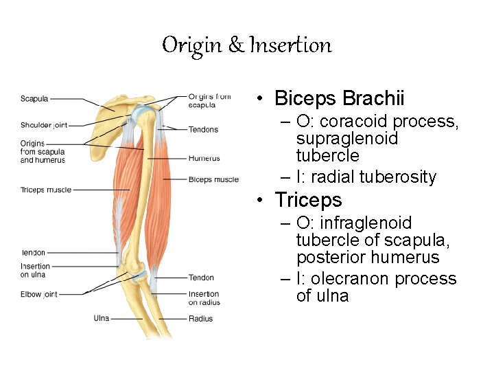 Origin & Insertion • Biceps Brachii – O: coracoid process, supraglenoid tubercle – I: