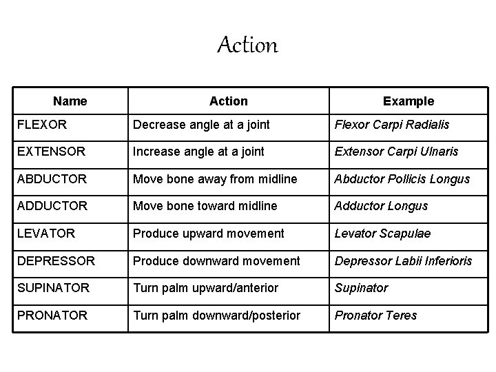 Action Name Action Example FLEXOR Decrease angle at a joint Flexor Carpi Radialis EXTENSOR