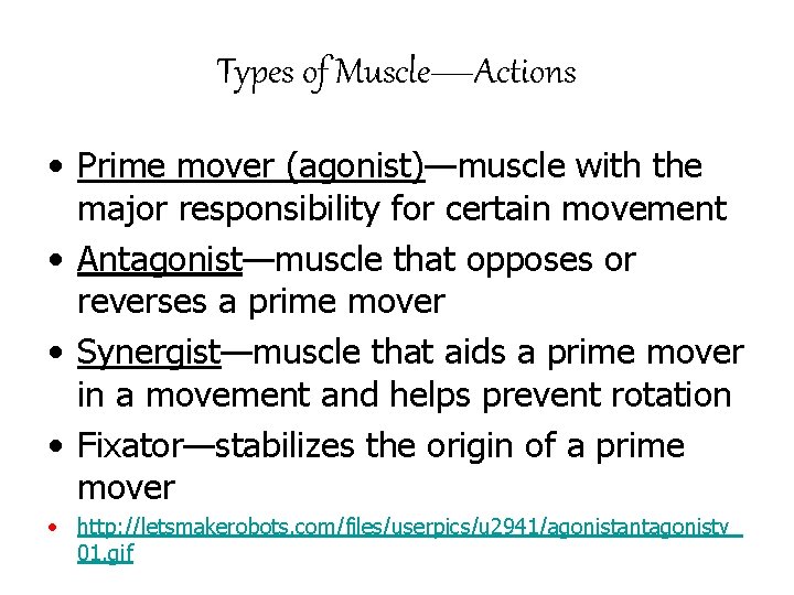 Types of Muscle—Actions • Prime mover (agonist)—muscle with the major responsibility for certain movement