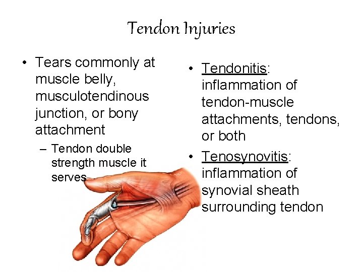 Tendon Injuries • Tears commonly at muscle belly, musculotendinous junction, or bony attachment –