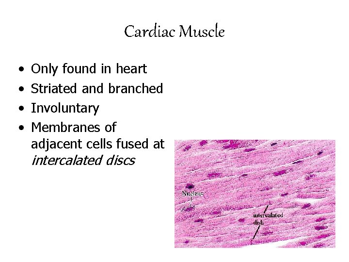Cardiac Muscle • • Only found in heart Striated and branched Involuntary Membranes of