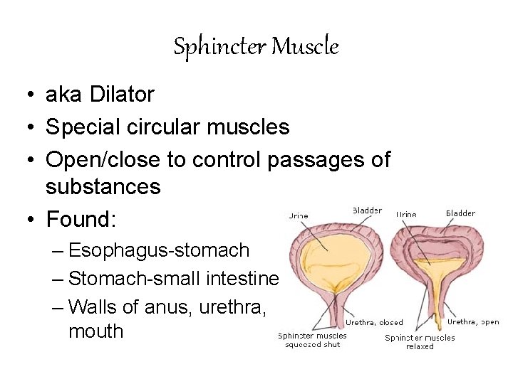 Sphincter Muscle • aka Dilator • Special circular muscles • Open/close to control passages