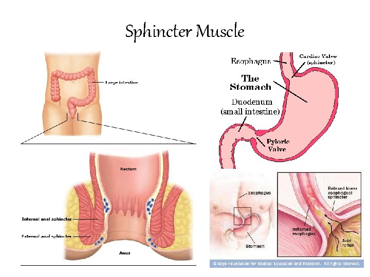 Sphincter Muscle 