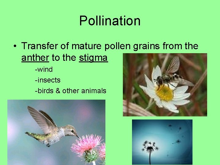 Pollen Reproduction Reproduction in Flowering Plants Mrs Zemcik Living Environment