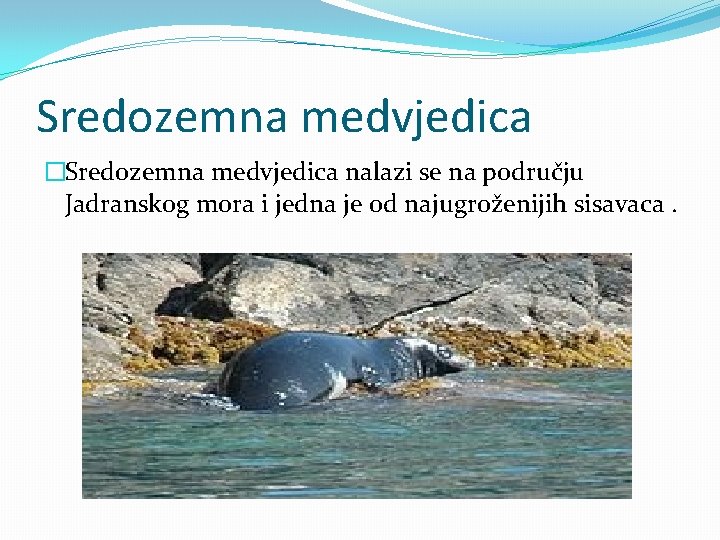 Sredozemna medvjedica �Sredozemna medvjedica nalazi se na području Jadranskog mora i jedna je od