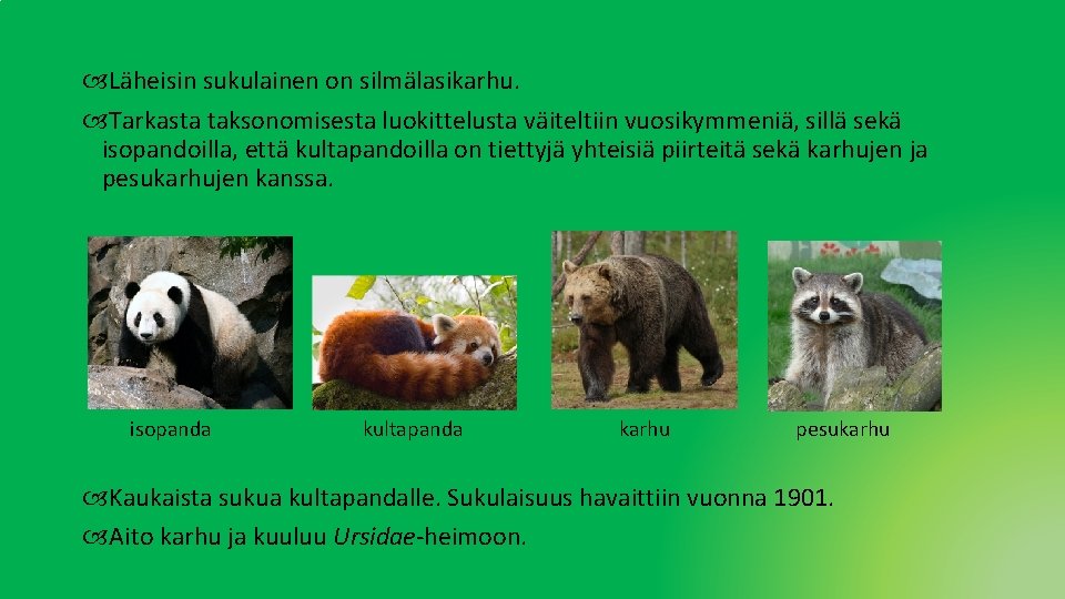 Läheisin sukulainen on silmälasikarhu. Tarkasta taksonomisesta luokittelusta väiteltiin vuosikymmeniä, sillä sekä isopandoilla, että Läheisin sukulainen on silmälasikarhu. Tarkasta taksonomisesta luokittelusta väiteltiin vuosikymmeniä, sillä sekä isopandoilla, että