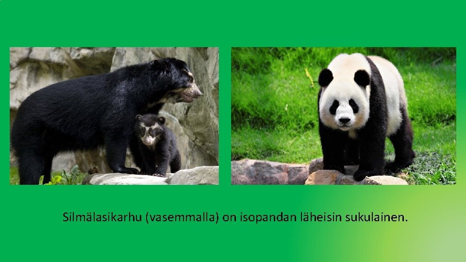 Silmälasikarhu (vasemmalla) on isopandan läheisin sukulainen. Silmälasikarhu (vasemmalla) on isopandan läheisin sukulainen.