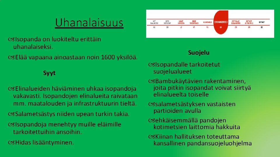 Uhanalaisuus Isopanda on luokiteltu erittäin uhanalaiseksi. Elää vapaana ainoastaan noin 1600 yksilöä. Syyt Elinalueiden Uhanalaisuus Isopanda on luokiteltu erittäin uhanalaiseksi. Elää vapaana ainoastaan noin 1600 yksilöä. Syyt Elinalueiden