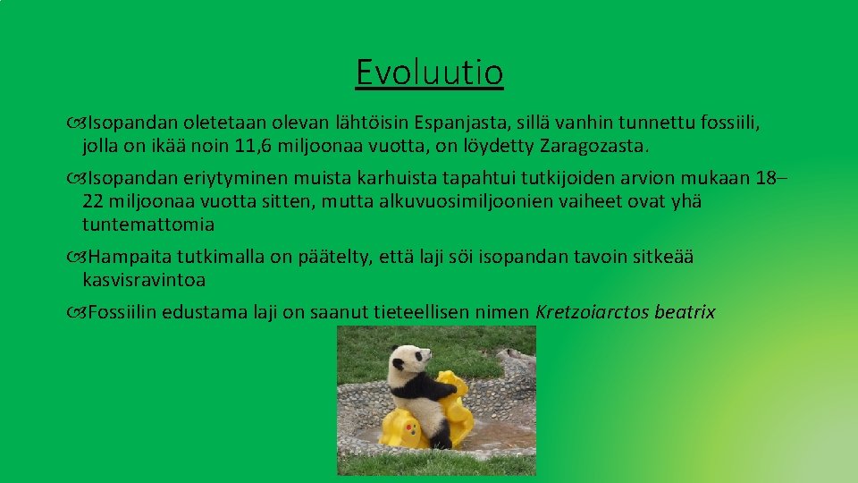 Evoluutio Isopandan oletetaan olevan lähtöisin Espanjasta, sillä vanhin tunnettu fossiili, jolla on ikää noin Evoluutio Isopandan oletetaan olevan lähtöisin Espanjasta, sillä vanhin tunnettu fossiili, jolla on ikää noin