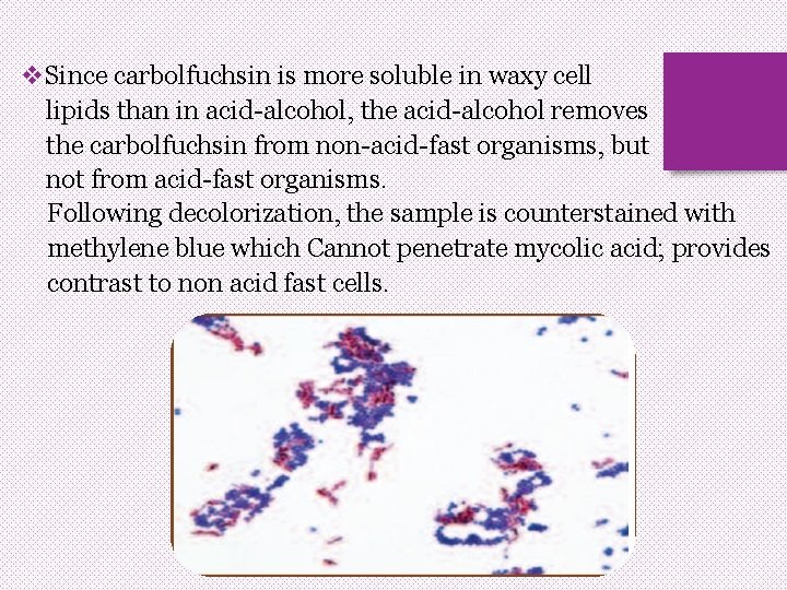 v. Since carbolfuchsin is more soluble in waxy cell lipids than in acid-alcohol, the