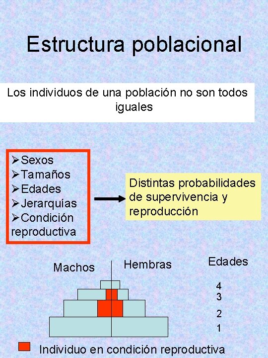 Estructura poblacional Los individuos de una población no son todos iguales ØSexos ØTamaños ØEdades