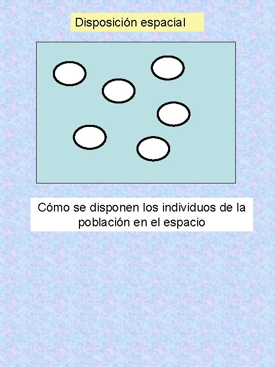 Disposición espacial Cómo se disponen los individuos de la población en el espacio 