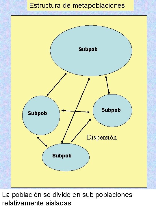 Estructura de metapoblaciones Subpob Dispersión Subpob La población se divide en sub poblaciones relativamente