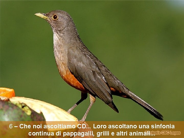 6 – Che noi ascoltiamo CD. . . Loro ascoltano una sinfonia continua di
