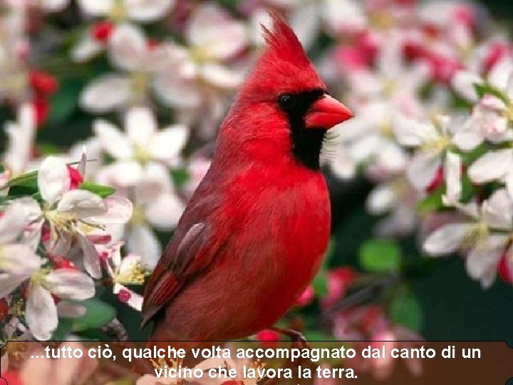 . . . tutto ciò, qualche volta accompagnato dal canto di un vicino che