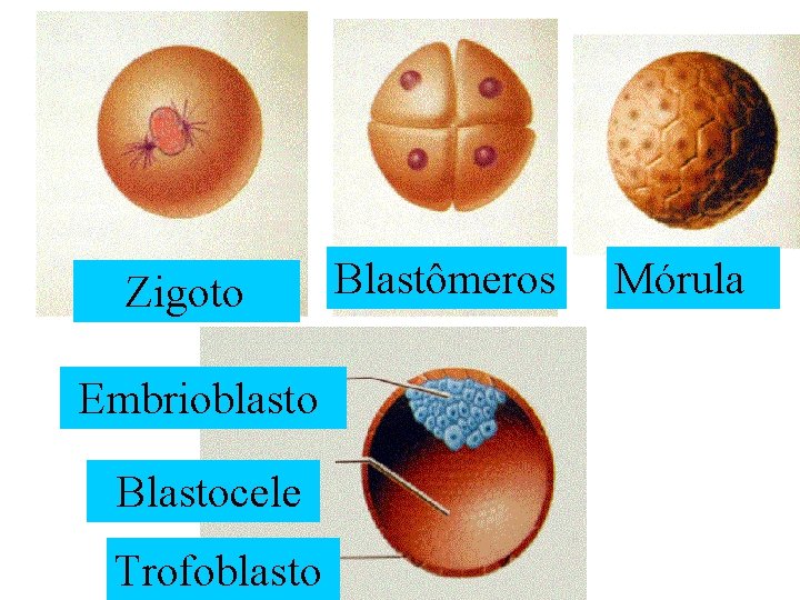  Zigoto Embrioblasto Blastocele Trofoblasto Blastômeros Mórula 