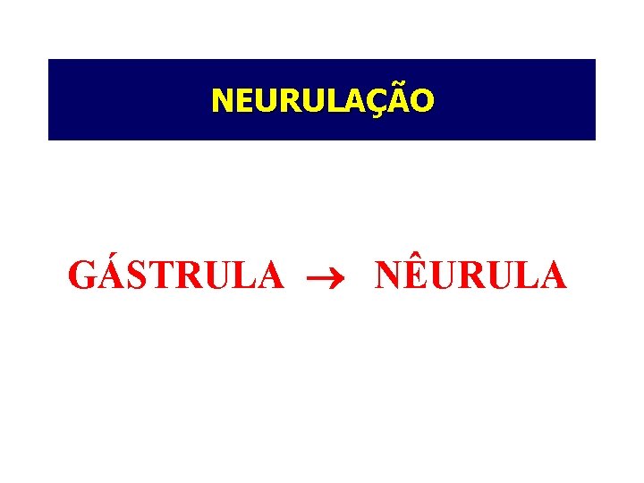 NEURULAÇÃO GÁSTRULA NÊURULA 