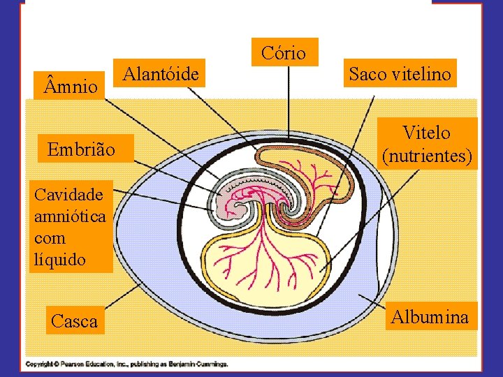  mnio Alantóide Embrião Cório Saco vitelino Vitelo (nutrientes) Cavidade amniótica com líquido Casca