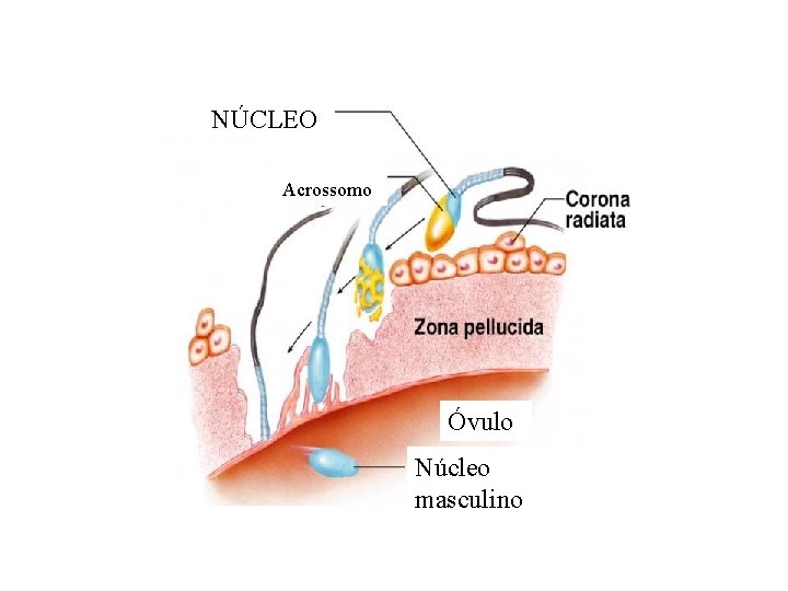  NÚCLEO Acrossomo Óvulo Núcleo masculino 