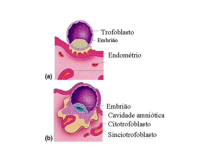 Trofoblasto Embrião Endométrio Embrião Cavidade amniótica Citotrofoblasto Sinciotrofoblasto 