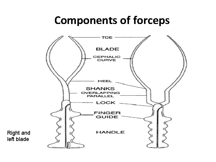 Components of forceps Right and left blade 