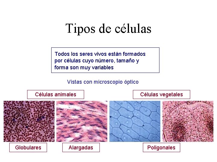 Tipos de células Todos los seres vivos están formados por células cuyo número, tamaño