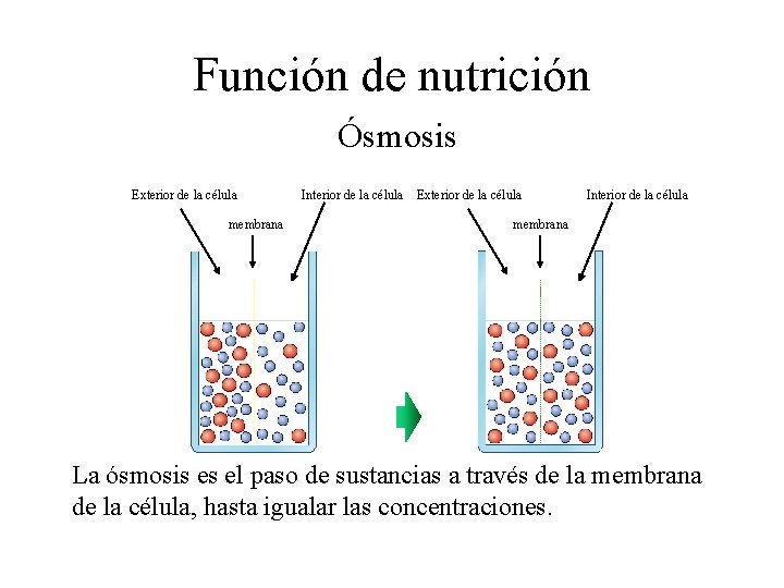 Función de nutrición Ósmosis Exterior de la célula membrana Interior de la célula Exterior