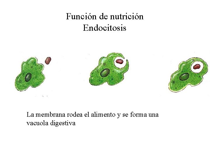 Función de nutrición Endocitosis La membrana rodea el alimento y se forma una vacuola