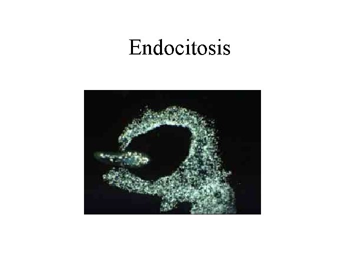 Endocitosis 
