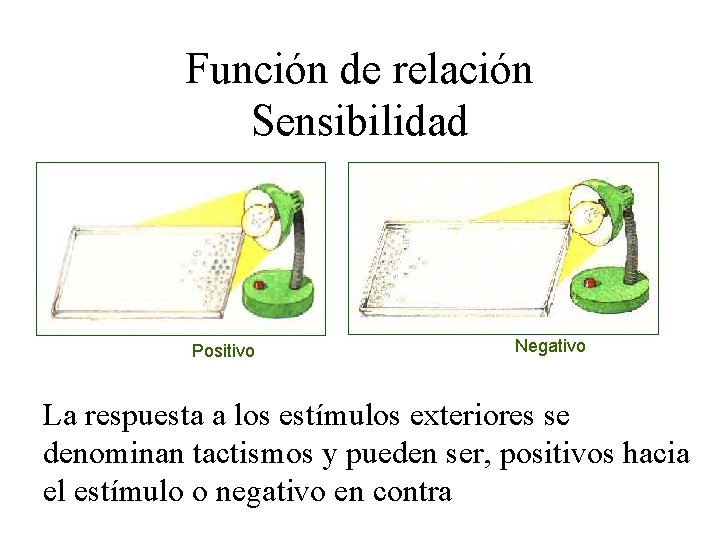 Función de relación Sensibilidad Positivo Negativo La respuesta a los estímulos exteriores se denominan