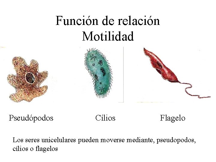Función de relación Motilidad Pseudópodos Cílios Flagelo Los seres unicelulares pueden moverse mediante, pseudopodos,
