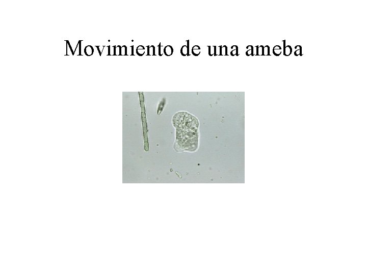 Movimiento de una ameba 