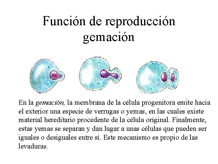 Función de reproducción gemación En la gemación, la membrana de la célula progenitora emite