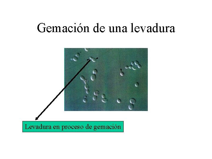 Gemación de una levadura Levadura en proceso de gemación 