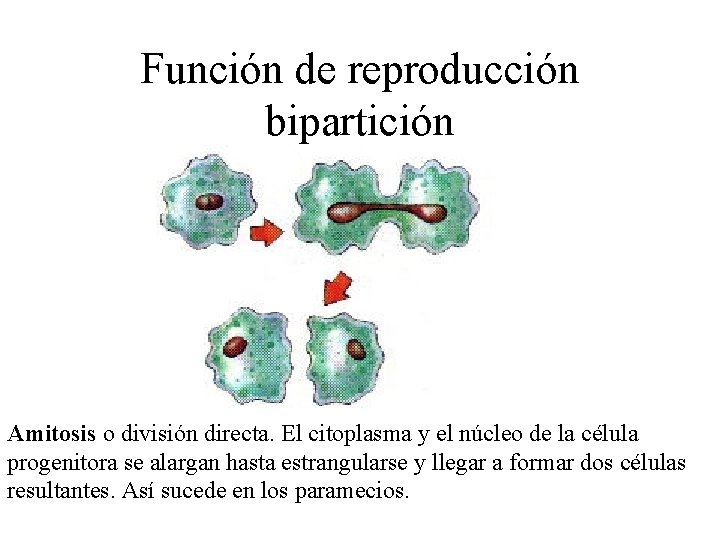 Función de reproducción bipartición Amitosis o división directa. El citoplasma y el núcleo de