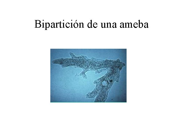 Bipartición de una ameba 