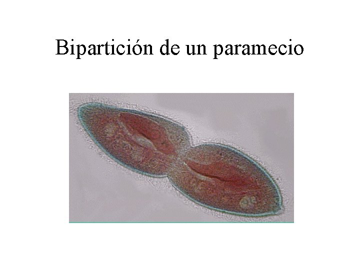 Bipartición de un paramecio 