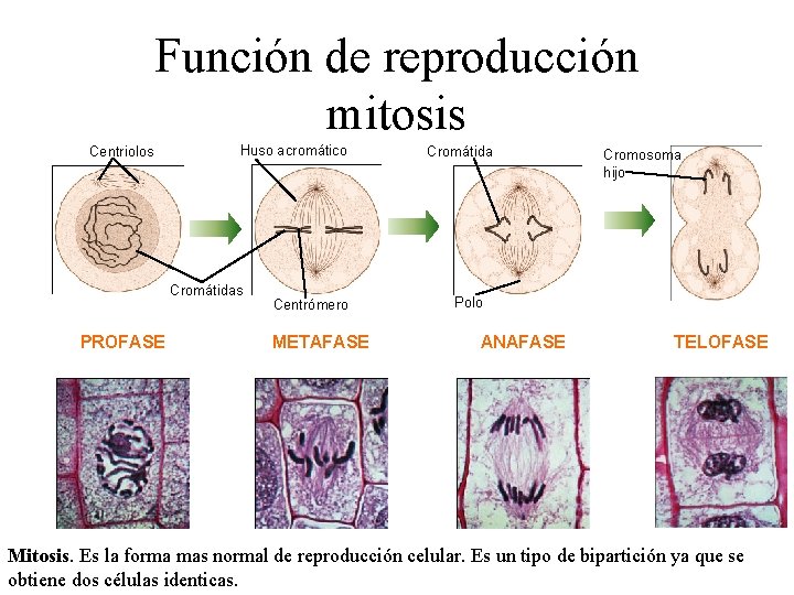 Función de reproducción mitosis Centriolos Huso acromático Cromátidas PROFASE Centrómero METAFASE Cromátida Cromosoma hijo