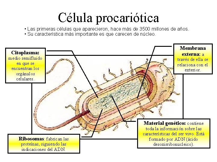 Célula procariótica • Las primeras células que aparecieron, hace más de 3500 millones de