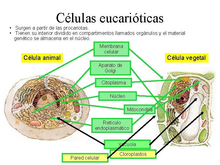 Células eucarióticas • Surgen a partir de las procariotas. • Tienen su interior dividido