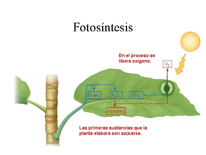 Fotosíntesis En el proceso se libera oxígeno. Sales H 2 O CO 2 Azúcares