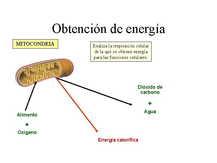Obtención de energía MITOCONDRIA Realiza la respiración celular de la que se obtiene energía