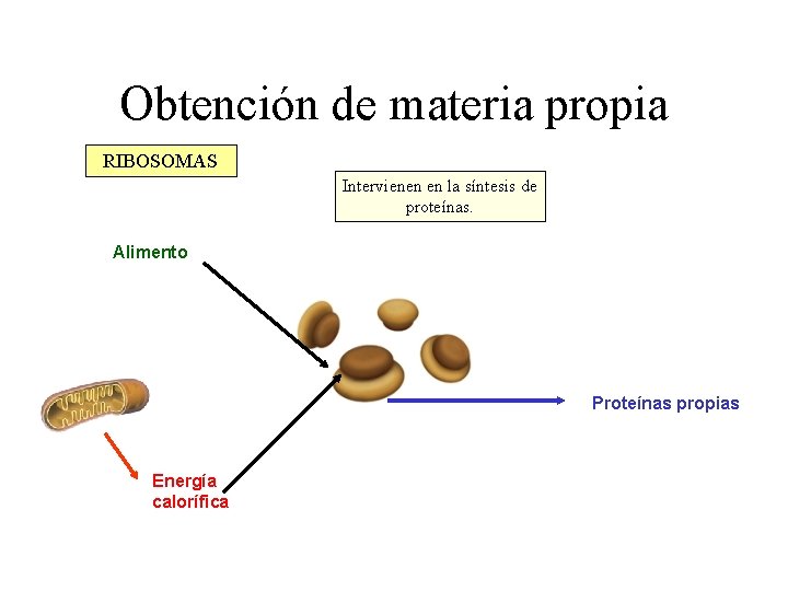 Obtención de materia propia RIBOSOMAS Intervienen en la síntesis de proteínas. Alimento Proteínas propias