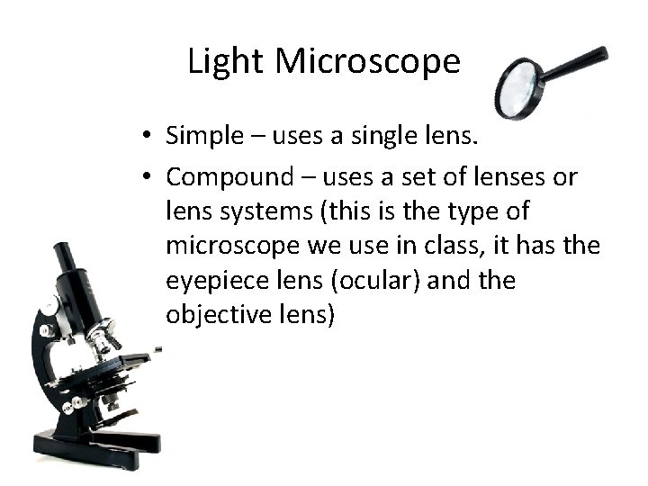 Light Microscope • Simple – uses a single lens. • Compound – uses a